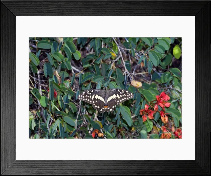 Framed Print : Citrus Swallowtail - adult at rest on Pride-of-the-Cape (Bauhinia galpinii) - Grahamstown, Eastern Cape, South Africa