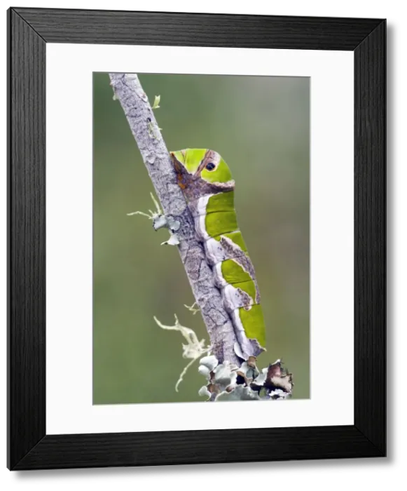 Framed Print : Citrus Swallowtail Butterfly - mature caterpillar - Grahamstown, Eastern Cape, South Africa Framed Print : Citrus Swallowtail Butterfly - mature caterpillar - Grahamstown, Eastern Cape, South Africa