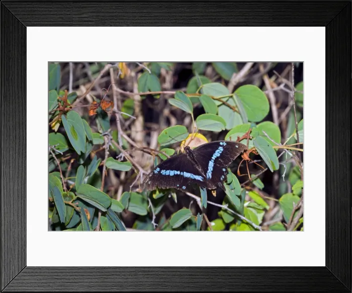Framed Print : Green-banded Swallowtail Butterfly - well-worn adult resting on Pride-of-the-Cape (Bauhinia galpinii). Larva feeds on citrus foliage - Grahamstown, Eastern Cape, South Africa Framed Print : Green-banded Swallowtail Butterfly - well-worn adult resting on Pride-of-the-Cape (Bauhinia galpinii). Larva feeds on citrus foliage - Grahamstown, Eastern Cape, South Africa