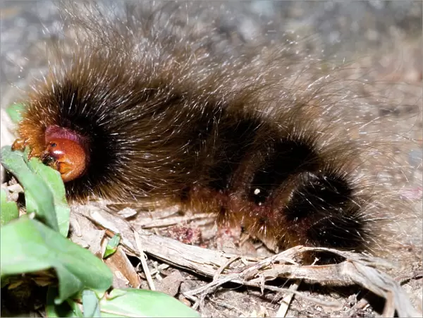 Woolly Bear - caterpillar feeding on grasses by night (Tri-coloured Tiger Moth) Grahamstown - Eastern Cape - South Africa