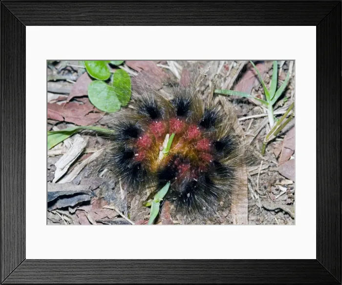 Framed Print : Woolly Bear - caterpillar rolled up in self defence (Tri-coloured Tiger Moth) Grahamstown - Eastern Cape - South Africa Framed Print : Woolly Bear - caterpillar rolled up in self defence (Tri-coloured Tiger Moth) Grahamstown - Eastern Cape - South Africa