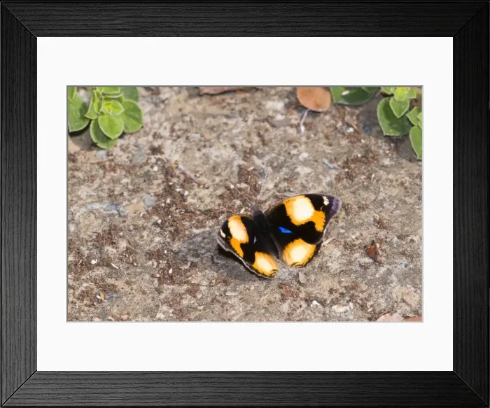 Framed Print : Yellow Pansy - butterfly male basking in sun - Grahamstown, Eastern Cape, South Africa Framed Print : Yellow Pansy - butterfly male basking in sun - Grahamstown, Eastern Cape, South Africa