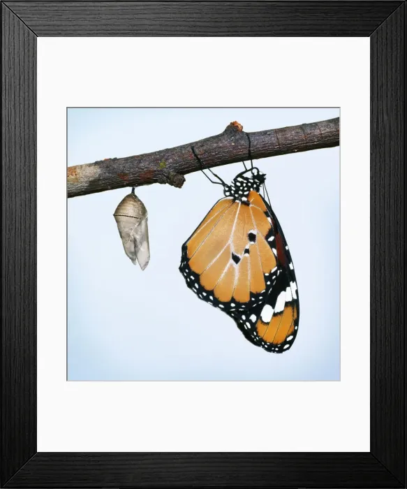Framed Print : Lesser Wanderer / African Monarch / Golden Daniid / Plain Tiger Butterfly. emerging from chrysalis. Sequence 5 of 5 Framed Print : Lesser Wanderer / African Monarch / Golden Daniid / Plain Tiger Butterfly. emerging from chrysalis. Sequence 5 of 5