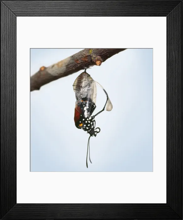 Framed Print : Lesser Wanderer / African Monarch / Golden Daniid / Plain Tiger Butterfly. emerging from chrysalis. Sequence 2 of 5 Framed Print : Lesser Wanderer / African Monarch / Golden Daniid / Plain Tiger Butterfly. emerging from chrysalis. Sequence 2 of 5