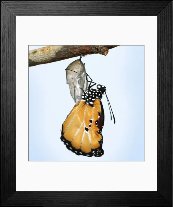 Framed Print : Lesser Wanderer / African Monarch / Golden Daniid / Plain Tiger Butterfly. emerging from chrysalis. Sequence 4 of 5 Framed Print : Lesser Wanderer / African Monarch / Golden Daniid / Plain Tiger Butterfly. emerging from chrysalis. Sequence 4 of 5