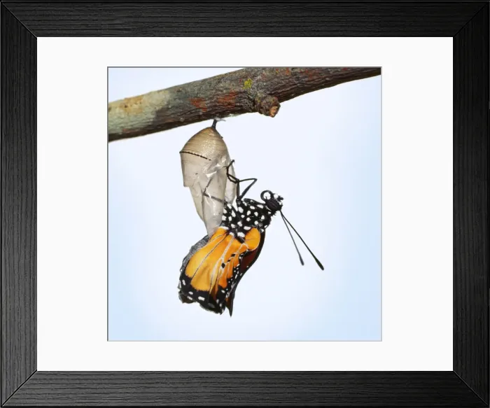 Framed Print : Lesser Wanderer / African Monarch / Golden Daniid / Plain Tiger Butterfly. emerging from chrysalis. Sequence 3 of 5 Framed Print : Lesser Wanderer / African Monarch / Golden Daniid / Plain Tiger Butterfly. emerging from chrysalis. Sequence 3 of 5