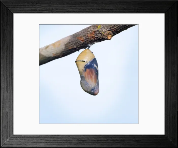 Framed Print : Lesser Wanderer / African Monarch / Golden Daniid / Plain Tiger Butterfly. emerging from chrysalis. Sequence 1 of 5 Framed Print : Lesser Wanderer / African Monarch / Golden Daniid / Plain Tiger Butterfly. emerging from chrysalis. Sequence 1 of 5