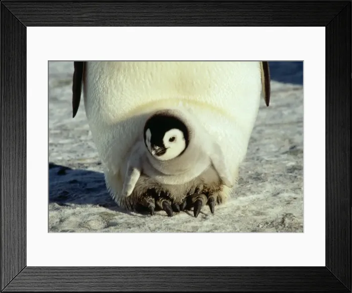 Framed Print : Emperor Penguin AU 113 GR Antarctica Aptenodytes forsteri © G. Robertson / ARDEA LONDON Framed Print : Emperor Penguin AU 113 GR Antarctica Aptenodytes forsteri © G. Robertson / ARDEA LONDON