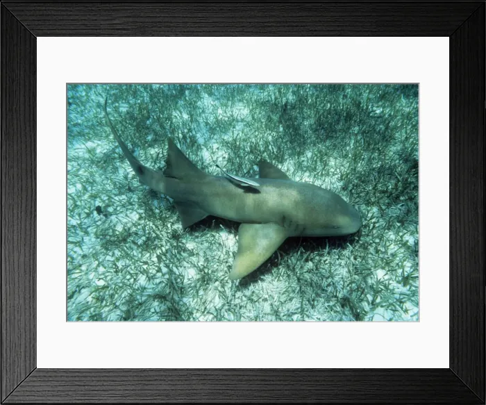 Framed Print : Atlantic Nurse Shark Framed Print : Atlantic Nurse Shark
