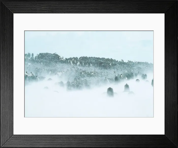 Framed Print : Emperor Penguin AU 128-GR Aptenodytes forsteri © G. Robertson / ARDEA LONDON Framed Print : Emperor Penguin AU 128-GR Aptenodytes forsteri © G. Robertson / ARDEA LONDON