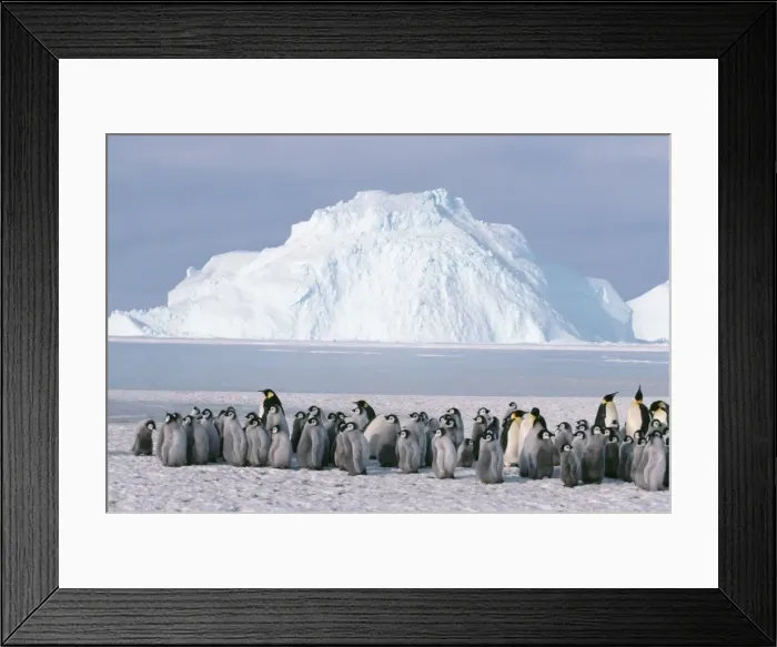 Framed Print : Emperor Penguin AU 17 / GR Creche & Adult birds, Antarctica. Aptenodytes forsteri © G. Robertson / ARDEA LONDON Framed Print : Emperor Penguin AU 17 / GR Creche & Adult birds, Antarctica. Aptenodytes forsteri © G. Robertson / ARDEA LONDON