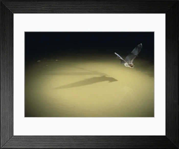 Framed Print : Greater Long-eared Bat - in-flight Family: Vespertelionidae Australia