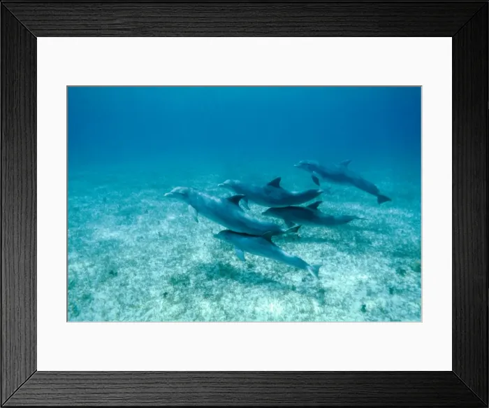 Framed Print : Bottlenose Dolphin AU 27 / BS Pod with young in contact with adults for protection Tursiops truncatus © Becca Saunders / ARDEA LONDON Framed Print : Bottlenose Dolphin AU 27 / BS Pod with young in contact with adults for protection Tursiops truncatus © Becca Saunders / ARDEA LONDON