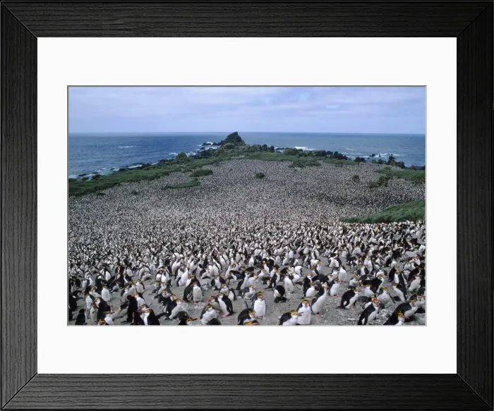 Framed Print : Royal Penguin - colony, showing habitat Hurd point, Macquarie Island Framed Print : Royal Penguin - colony, showing habitat Hurd point, Macquarie Island