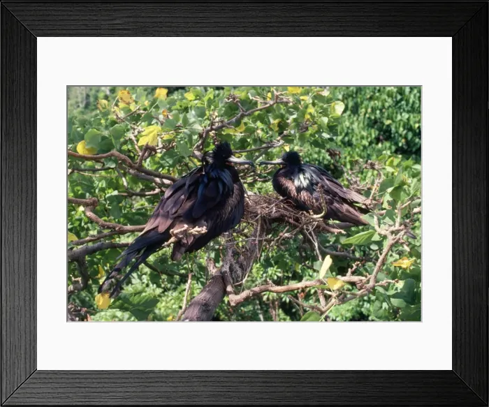 Framed Print : Christmas Island Frigatebirds - males both incubating eggs Christmas Island Indian Ocean Framed Print : Christmas Island Frigatebirds - males both incubating eggs Christmas Island Indian Ocean