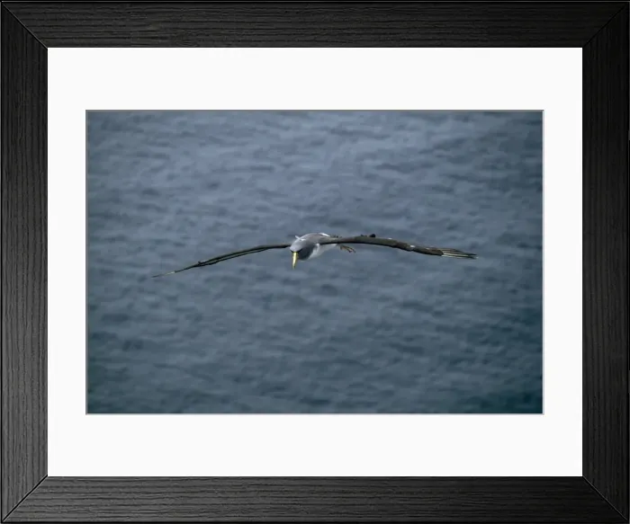 Framed Print : Chatham Albatross / Chatham Mollymawk - in flight Chatham Islands, New Zealand Framed Print : Chatham Albatross / Chatham Mollymawk - in flight Chatham Islands, New Zealand