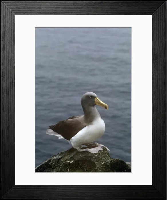Framed Print : Chatham Albatross / Chatham Mollymawk Formerly known as: Diomedea cauta, Diomedea eremite and Thalassarche cauta eremita Framed Print : Chatham Albatross / Chatham Mollymawk Formerly known as: Diomedea cauta, Diomedea eremite and Thalassarche cauta eremita