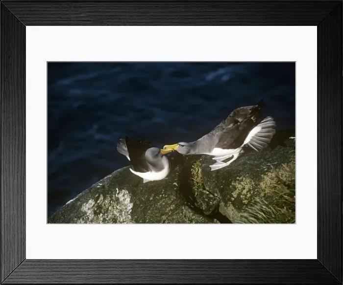 Framed Print : Chatham Albatross / Chatham Mollymawk - courting pair Chatham Islands, New Zealand Framed Print : Chatham Albatross / Chatham Mollymawk - courting pair Chatham Islands, New Zealand