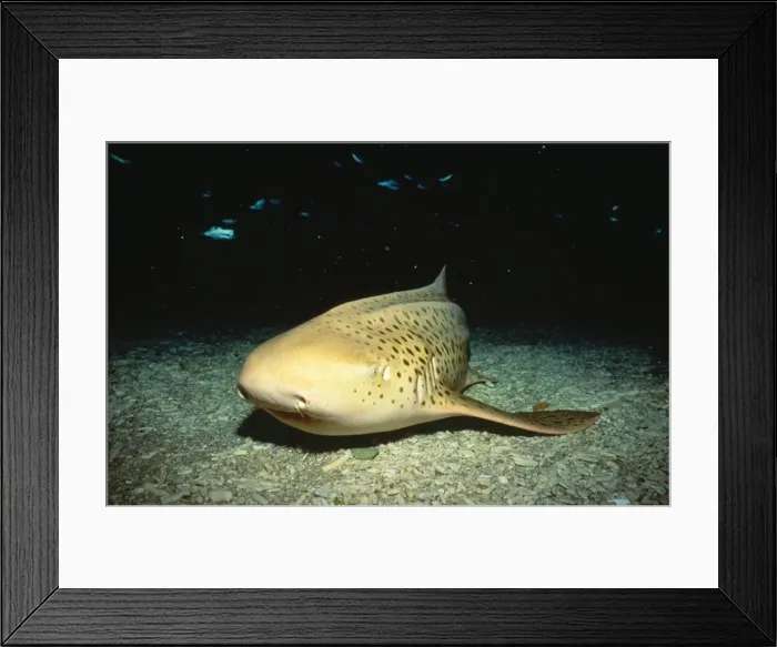 Framed Print : Leopard / Zebra Shark Great Barrier Reef, Australia Framed Print : Leopard / Zebra Shark Great Barrier Reef, Australia