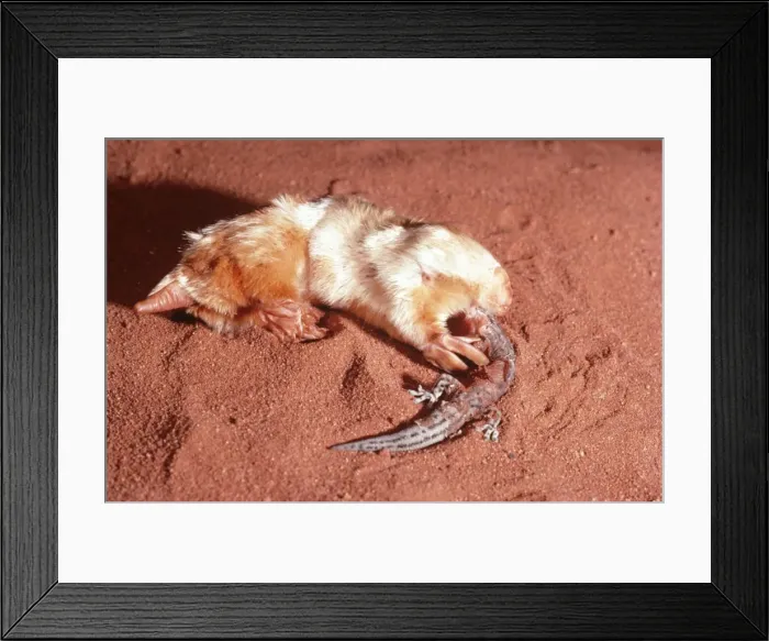 Framed Print : Marsupial Mole / Itjari-itjari / Blind Sand Burrower - eating Gecko Tanami Desert, Australia Framed Print : Marsupial Mole / Itjari-itjari / Blind Sand Burrower - eating Gecko Tanami Desert, Australia