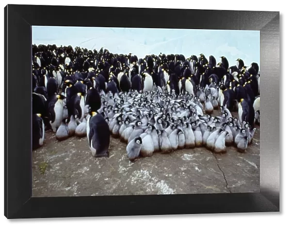 Emperor Penguin AU 75 / GR Creche & Adult birds, Antarctica. Aptenodytes forsteri © G. Robertson  /  ARDEA LONDON