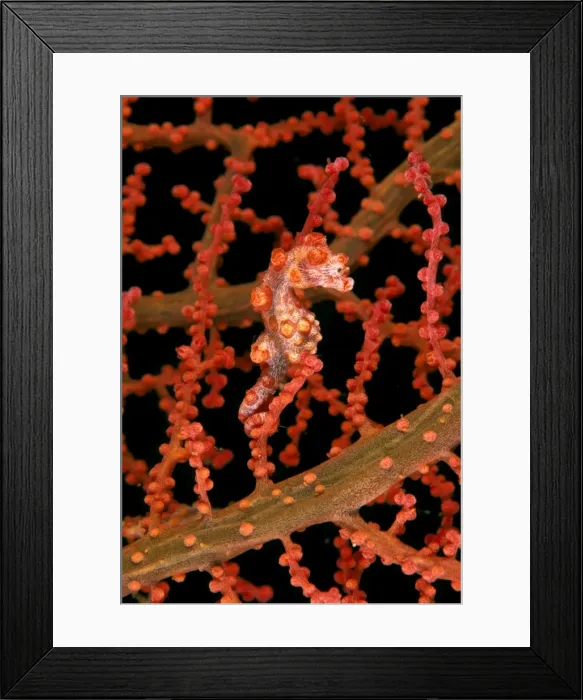 Framed Print : Pygmy (Bargibant's) Seahorse - max: 2cms, only known to occur on Gorgonian coral of genus: moricella Port Moresby, Papua New Guinea. SPE00976 Framed Print : Pygmy (Bargibant's) Seahorse - max: 2cms, only known to occur on Gorgonian coral of genus: moricella Port Moresby, Papua New Guinea. SPE00976