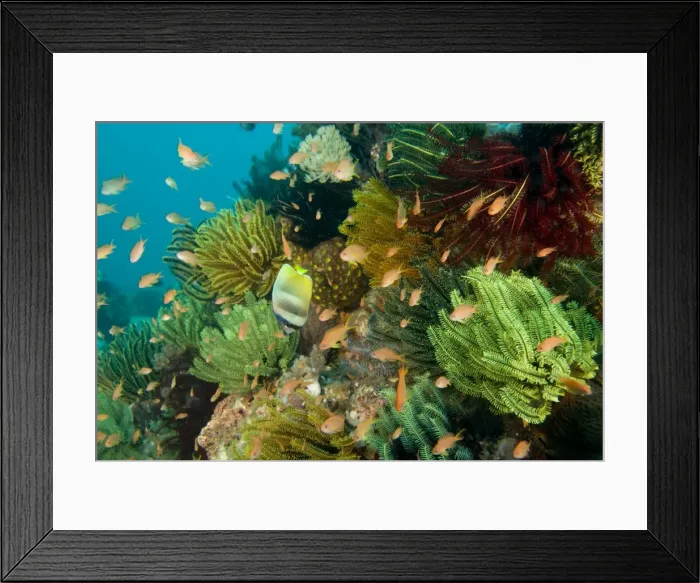 Framed Print : Sunburst Butterflyfish - with Fairy basslets (Anthias sp. ) and colourful feather stars or crinoids in coral garden Philippines SPE01132 Framed Print : Sunburst Butterflyfish - with Fairy basslets (Anthias sp. ) and colourful feather stars or crinoids in coral garden Philippines SPE01132
