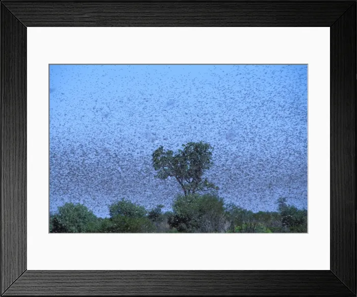 Framed Print : Australian Plague Locust - swarm that took twenty minutes to pass Near Port Hedland, Pilbara region, Western Australia CAR00132 Framed Print : Australian Plague Locust - swarm that took twenty minutes to pass Near Port Hedland, Pilbara region, Western Australia CAR00132