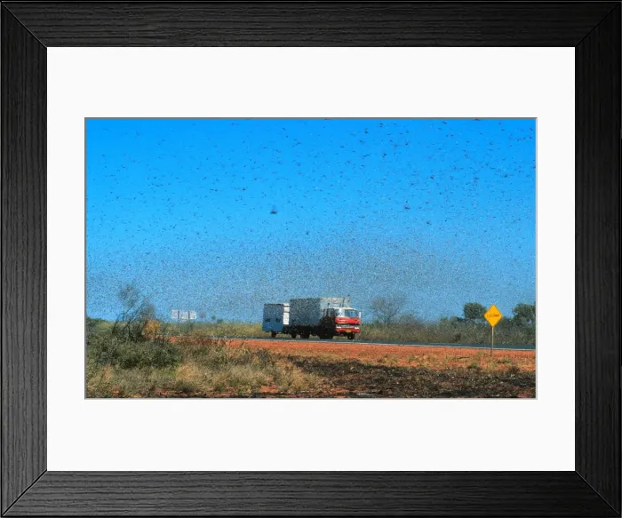 Framed Print : Australian Plague Locust - swarm that took twenty minutes to pass Near Port Hedland, Pilbara region, Western Australia CAR00131