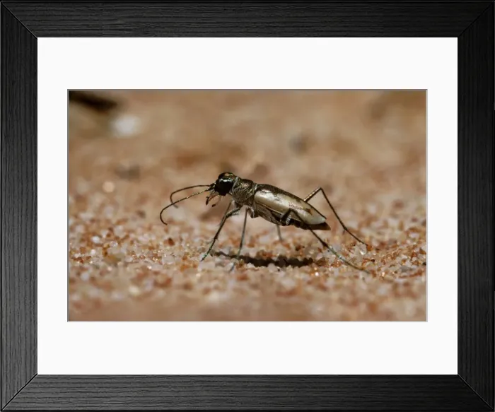 Framed Print : Tiger Beetle Fauve Island, Western Australia HRD01761 Framed Print : Tiger Beetle Fauve Island, Western Australia HRD01761