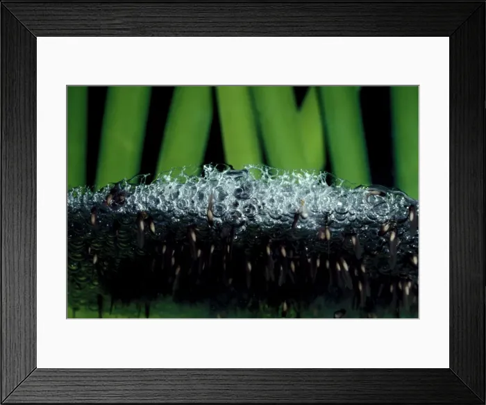 Framed Print : CLY03007. AUS-329. Striped marsh frog - tadpoles emerging from foam..Life cycle 3 / 6 Framed Print : CLY03007. AUS-329. Striped marsh frog - tadpoles emerging from foam..Life cycle 3 / 6