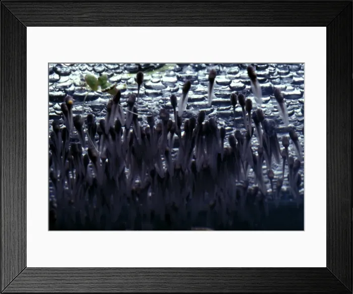 Framed Print : CLY03008. AUS-330. Striped marsh frog - newly-hatched tadpoles clinging Framed Print : CLY03008. AUS-330. Striped marsh frog - newly-hatched tadpoles clinging