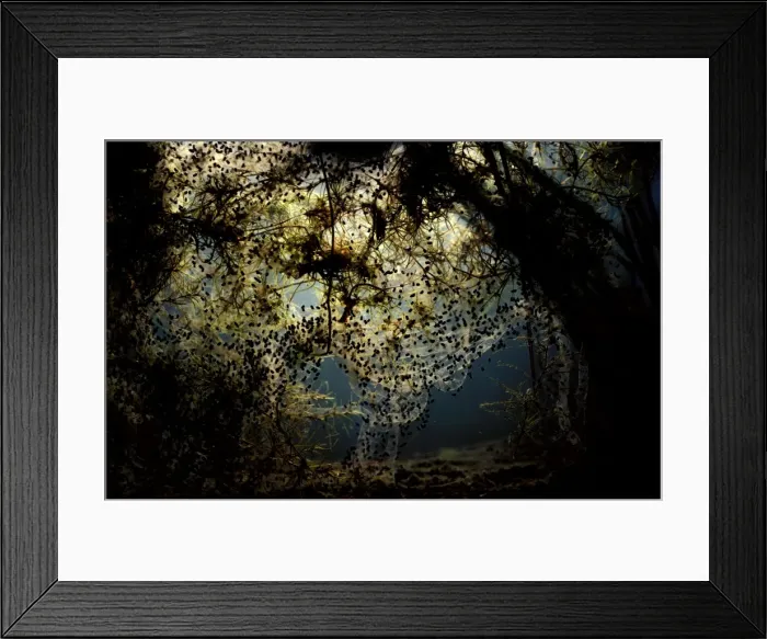 Framed Print : CLY03041. AUS-363. Cane toad - spawn. Pest species in Australia Framed Print : CLY03041. AUS-363. Cane toad - spawn. Pest species in Australia