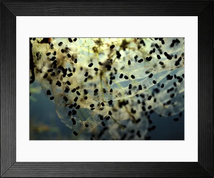 Framed Print : CLY03042. AUS-364. Cane toad - spawn with eggs hatching Framed Print : CLY03042. AUS-364. Cane toad - spawn with eggs hatching