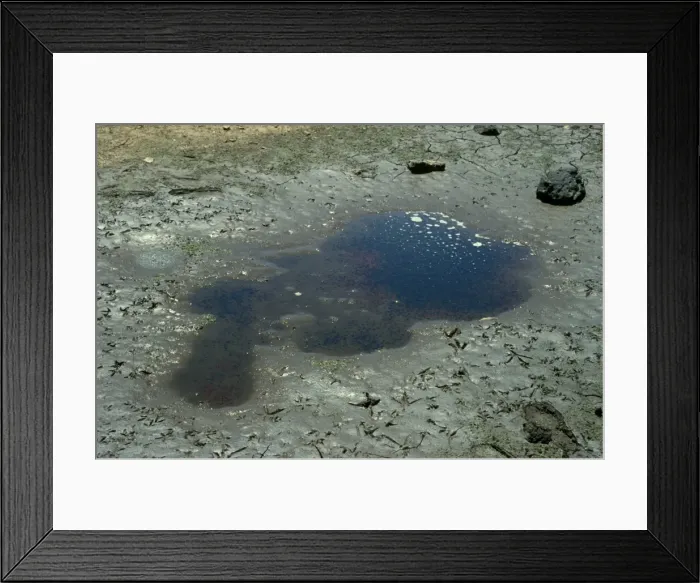 Framed Print : CLY03056. AUS-378. Tadpoles of unknown species stranded in drying outback puddle of rain Framed Print : CLY03056. AUS-378. Tadpoles of unknown species stranded in drying outback puddle of rain