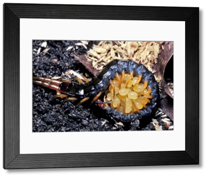 Framed Print : AUS-476 A centipede (species not identified), protecting its eggs. Australia Jim Frazier-Densey Clyne / Auscape / ardea. com Auscape All images are copyright protected Framed Print : AUS-476 A centipede (species not identified), protecting its eggs. Australia Jim Frazier-Densey Clyne / Auscape / ardea. com Auscape All images are copyright protected