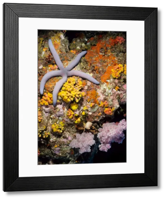 Framed Print : Sea star (Linckia sp) with a background of pink soft coral (Dendronephthya sp) and daisy coral (Tubastrea sp). Richelieu Rock, Andaman Sea, Thailand Framed Print : Sea star (Linckia sp) with a background of pink soft coral (Dendronephthya sp) and daisy coral (Tubastrea sp). Richelieu Rock, Andaman Sea, Thailand