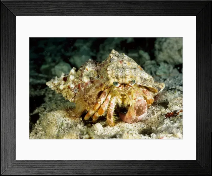 Framed Print : Hermit crab (Dardanus deformis) with sea anemones (Calliactis sp) on shell. Ribbon Reef Number 3, Great Barrier Reef Marine Park, Queensland, Australia Framed Print : Hermit crab (Dardanus deformis) with sea anemones (Calliactis sp) on shell. Ribbon Reef Number 3, Great Barrier Reef Marine Park, Queensland, Australia