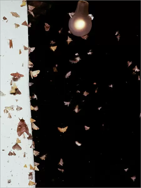Moths AW 1874 At Lamp © Adrian Warren  /  ARDEA LONDON