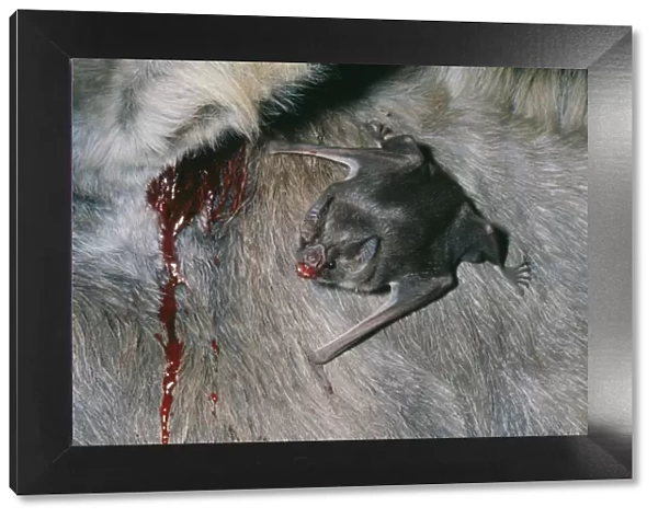 Vampire Bat AW 2900 Sucking blood from Donkey © Adrian Warren  /  ARDEA LONDON
