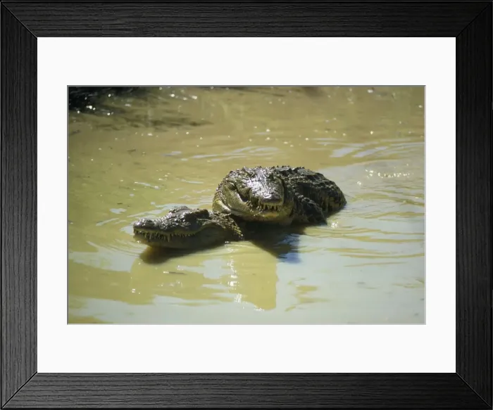 Framed Print : Nile Crocodile - courtship Zululand South Africa Framed Print : Nile Crocodile - courtship Zululand South Africa