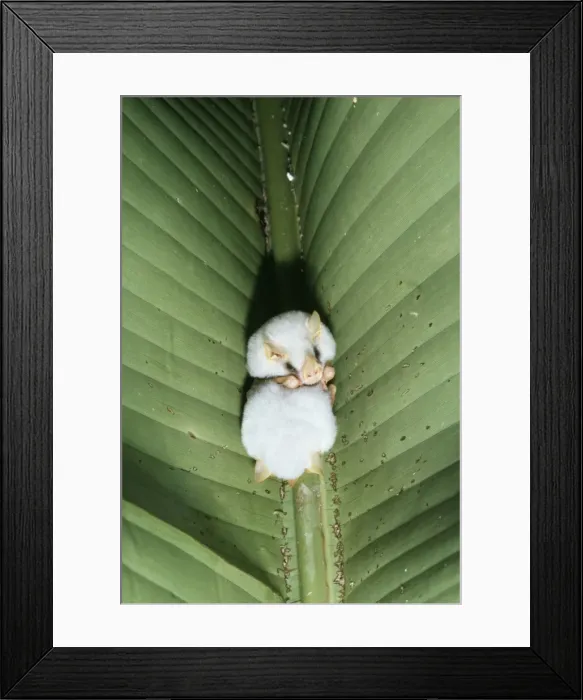 Framed Print : Tent Making Bat AW 3711 Costa Rica Ectopmylla alba © Adrian Warren / ARDEA LONDON Framed Print : Tent Making Bat AW 3711 Costa Rica Ectopmylla alba © Adrian Warren / ARDEA LONDON