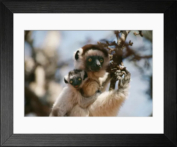 Framed Print : Sifaka AW 3780 With young on back © Adrian Warren / ARDEA LONDON Framed Print : Sifaka AW 3780 With young on back © Adrian Warren / ARDEA LONDON