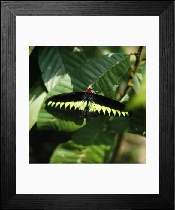 Framed Print : Rajah Brooke's Birdwing Butterfly Borneo Framed Print : Rajah Brooke's Birdwing Butterfly Borneo
