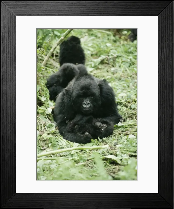 Framed Print : Mountain Gorilla AW 4449 Muraha & Offspring Gorilla gorilla beringei © Adrian Warren / ARDEA LONDON Framed Print : Mountain Gorilla AW 4449 Muraha & Offspring Gorilla gorilla beringei © Adrian Warren / ARDEA LONDON