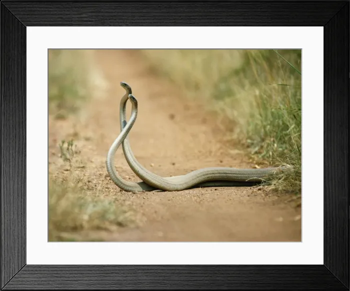 Framed Print : Black Mambas - males in combat Akagera National Park, Rwanda, Africa Framed Print : Black Mambas - males in combat Akagera National Park, Rwanda, Africa