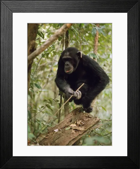 Framed Print : Chimpanzee - Prof fishing for Safari Ants with stick. Gombe, Tanzania, Africa Framed Print : Chimpanzee - Prof fishing for Safari Ants with stick. Gombe, Tanzania, Africa