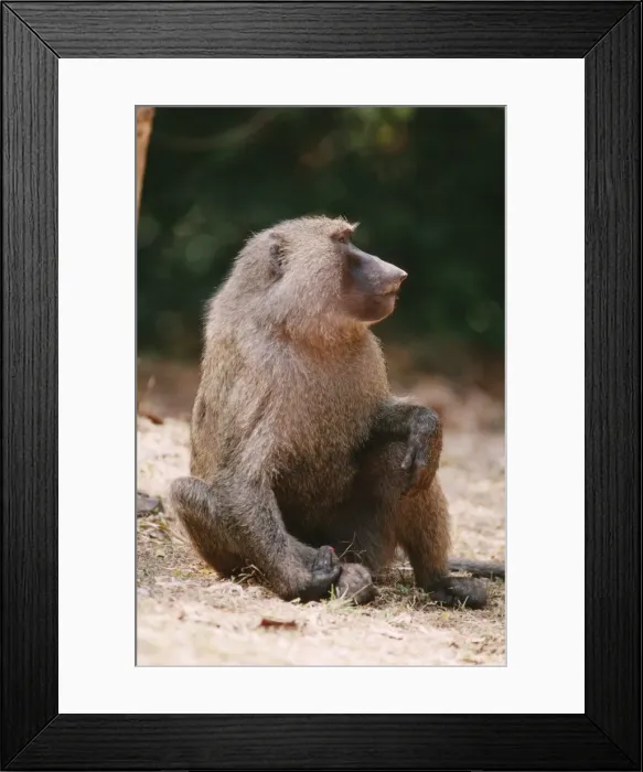 Framed Print : Yellow Baboon AW 5096 Gombe Tanzania Papio cynocphalus © Adrian Warren / ARDEA LONDON Framed Print : Yellow Baboon AW 5096 Gombe Tanzania Papio cynocphalus © Adrian Warren / ARDEA LONDON