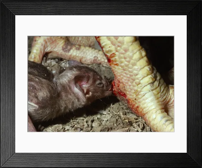 Framed Print : Vampire Bat - feeding on a chicken, Trinidad Framed Print : Vampire Bat - feeding on a chicken, Trinidad