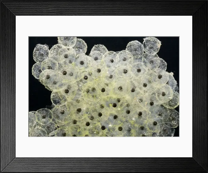 Framed Print : Frogspawn – fresh - common frog – 0. 5 x at 35mm – black background Bedfordshire UK 003547 Framed Print : Frogspawn – fresh - common frog – 0. 5 x at 35mm – black background Bedfordshire UK 003547